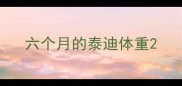 六个月的泰迪体重