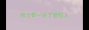 哈士奇一岁了爱咬人