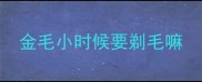 金毛小时候要剃毛嘛
