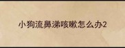 小狗流鼻涕咳嗽怎么办