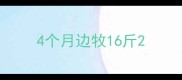 4个月边牧16斤
