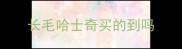 长毛哈士奇买的到吗