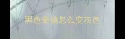黑色泰迪怎么变灰色
