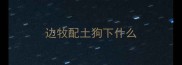 边牧配土狗下什么