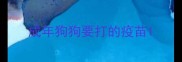 成年狗狗要打的疫苗