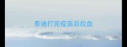 泰迪打完疫苗后拉血