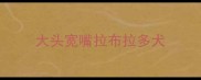 大头宽嘴拉布拉多犬