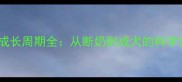 德牧幼犬成长周期全从断奶到成犬的科学饲养指南