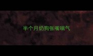 半个月奶狗张嘴喘气