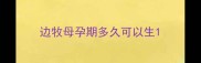 边牧母孕期多久可以生