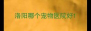 洛阳哪个宠物医院好
