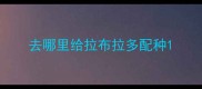 去哪里给拉布拉多配种