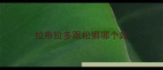 拉布拉多跟松狮哪个好