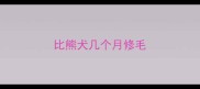 比熊犬几个月修毛