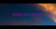 纯种拉布拉多母的