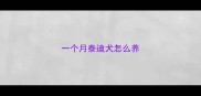 一个月泰迪犬怎么养