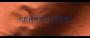 狗狗指甲太长嵌进肉里