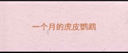 一个月的虎皮鹦鹉