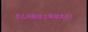 怎么判断哈士奇幼犬的