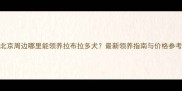 北京周边哪里能领养拉布拉多犬最新领养指南与价格参考