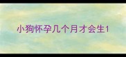 小狗怀孕几个月才会生