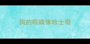 狗的眼睛像哈士奇