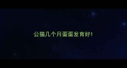 公猫几个月蛋蛋发育好