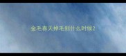 金毛春天掉毛到什么时候