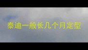 泰迪一般长几个月定型
