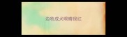 边牧成犬眼睛很红
