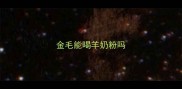 金毛能喝羊奶粉吗