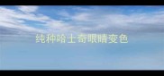 纯种哈士奇眼睛变色