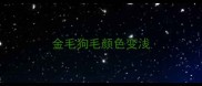 金毛狗毛颜色变浅