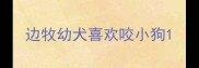 边牧幼犬喜欢咬小狗