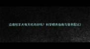 边境牧羊犬每天吃肉好吗科学喂养指南与营养配比