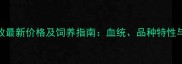 青岛边牧最新价格及饲养指南血统品种特性与养护全