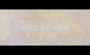狗狗肚子皮肤变黑