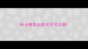 哈士奇怎么样可不可以养