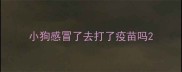 小狗感冒了去打了疫苗吗