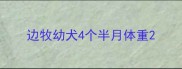 边牧幼犬4个半月体重