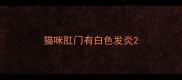 猫咪肛门有白色发炎