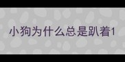 小狗为什么总是趴着