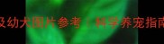 纯种金毛犬价格饲养技巧及幼犬图片参考科学养宠指南含血统证书与疫苗清单