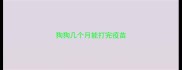 狗狗几个月能打完疫苗