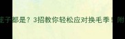 拉布拉多掉毛一笼子都是3招教你轻松应对换毛季附养毛神器推荐