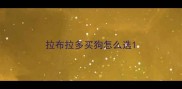 拉布拉多买狗怎么选