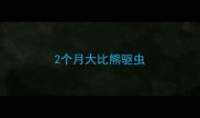 2个月大比熊驱虫