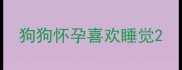 狗狗怀孕喜欢睡觉