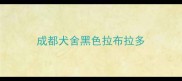 成都犬舍黑色拉布拉多