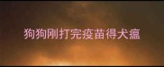 狗狗刚打完疫苗得犬瘟
